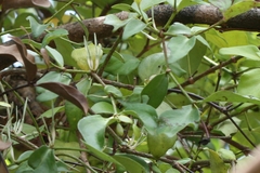 Helicanthes elastica